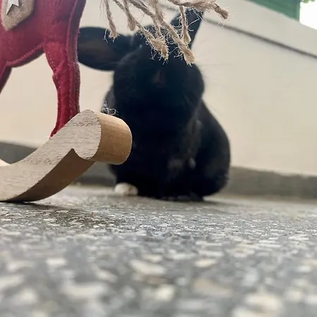 Forst-ház Apartman *