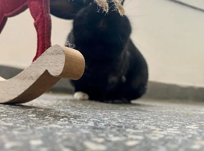 Forst-ház Apartamento *